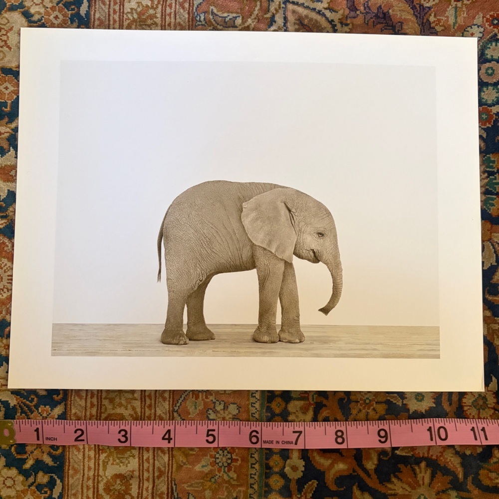 Two original prints by Sharon Montrose for The Animal Print Studio. 8.5 x 11 - Picture 7 of 12